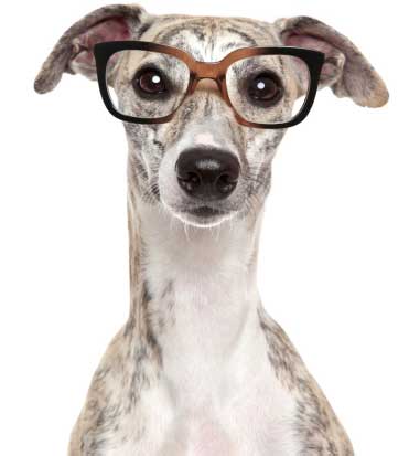 conocer la existencia de lectores beta