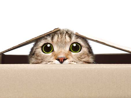 construye tu lista de email